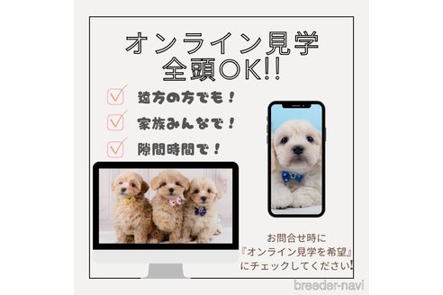 成約済の神奈川県のトイプードル-373811の5枚目